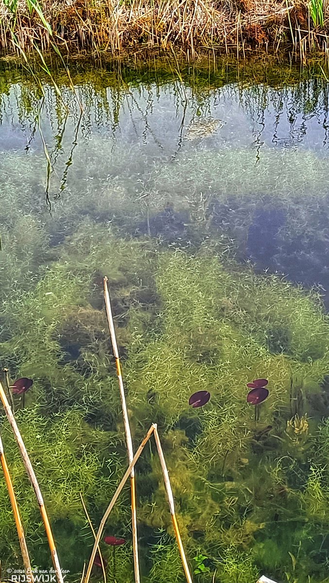 ErikvdVeer's tweet photo. #Waterplanten | volop in de 'groei' in dit slootje waarvan het water (glas) helder blijkt te zijn.
#pasgeld #hemelwater #rijswijk https://t.co/0CGTbWGoLu