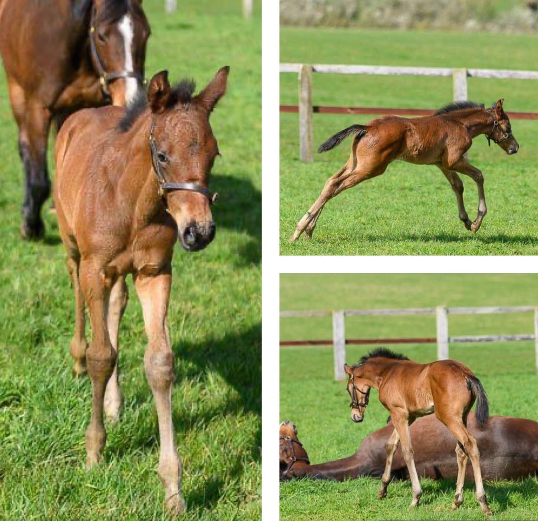RathbarryStud's tweet photo. 🚨Check out this absolute cracking colt by STATE OF REST out of Shamardal mare Hidden Gem (GB), a 1/2 sister to Emily Upjohn. 

Proudly owned by Mr Patrick Boyle and boarding at Launde Park Farm ✨

@BoyleBloodstock, @TomAbelSmith1 https://t.co/jS7T5eWdrg