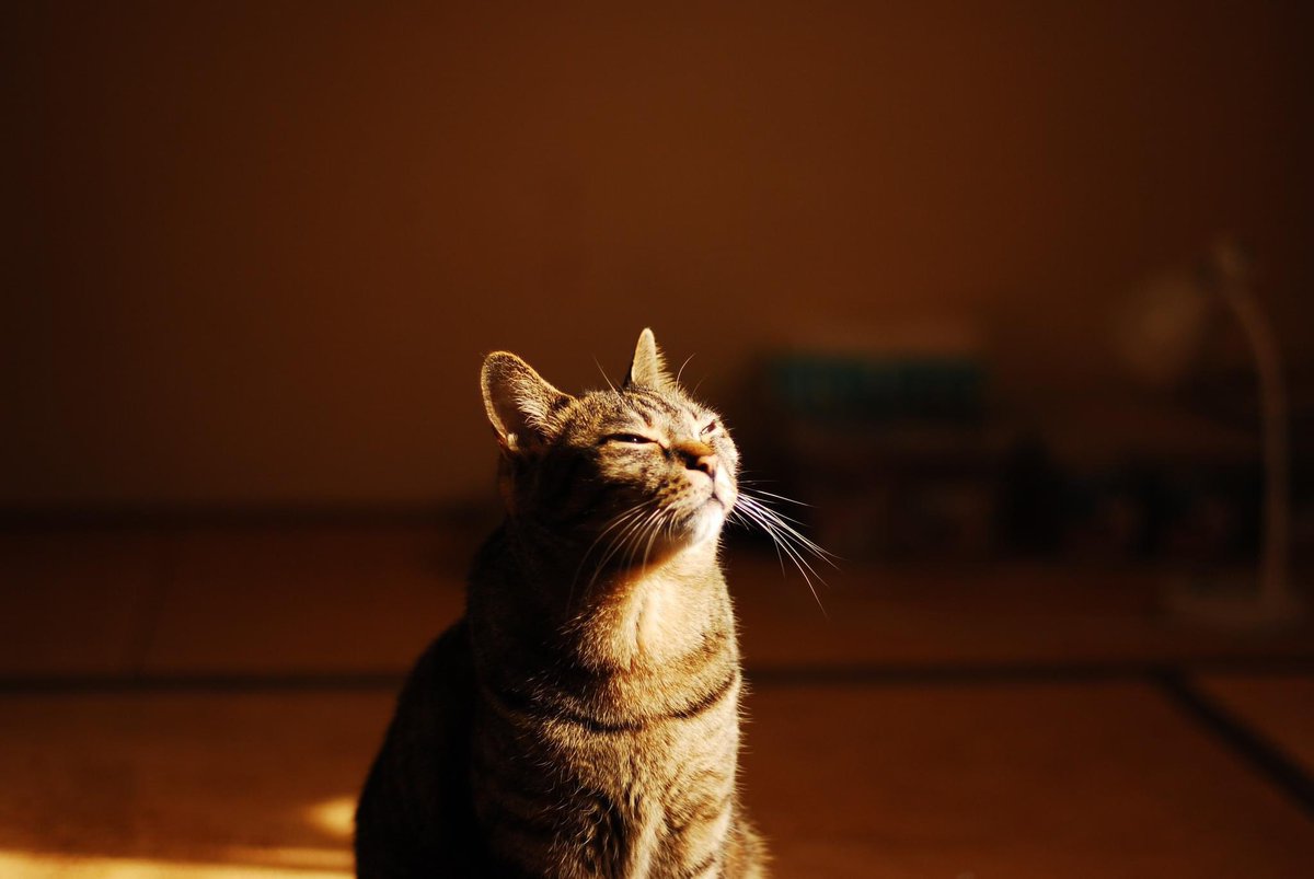 Sae_Kodama's tweet photo. 【末っ子コロ太の日常】
今朝は和室で日向ぼっこ😸

#完全室内飼い　#ネコの安心安全な暮らし https://t.co/T7t5VQvHXX