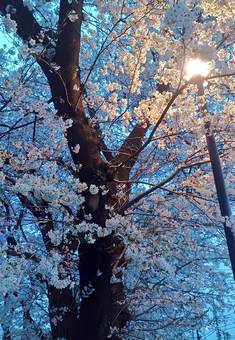 お花見しました 