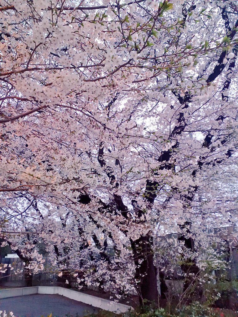 outdoors day tree no humans cherry blossoms scenery general  illustration images