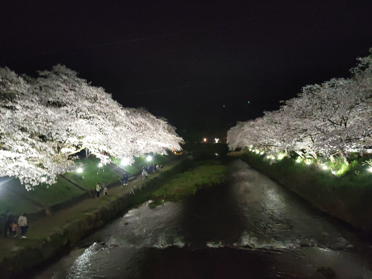 Sakura_no_TOKIO's tweet photo. ホテルに戻って、夜桜見物人いっぱい🌸
竹燈籠もステキです✨🌸
夜桜やっくんの前で、一緒にライブ観戦するのも目的のひとつ🎶🍓🌸
準備は万端٩( ´ω` )و
 #AshBerry
 #やっくんの桜の木 https://t.co/EzHTRWKDyP