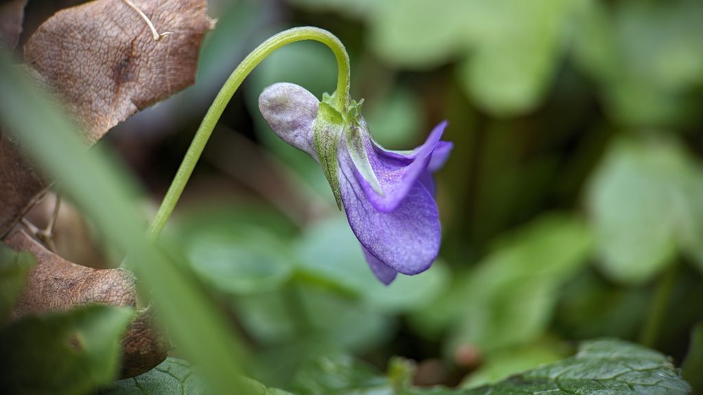 Early Dog Violet (Viola reichenbachiana) vs. Common Dog Violet (Viola riviniana). EDV (L) spur darker than the petals and has short sepal appendages. CDV (R) spur lighter than the petals and has longer sepal appendages. #violets #ukbotany #botany #woodland #worcestershire