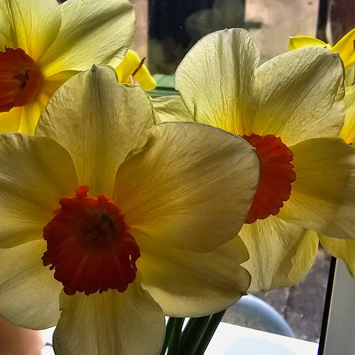 lkent45's tweet image. Signs that Spring is finally here 👌#spring #finallyhere #flowers #daffodils #sunflowers