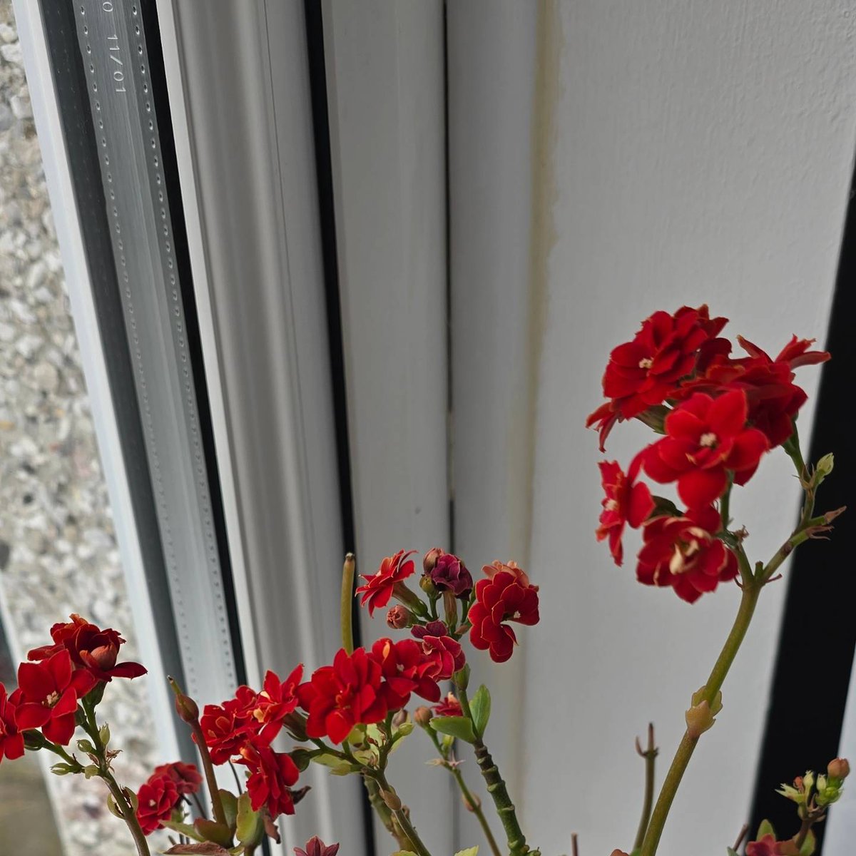 lkent45's tweet image. Signs that Spring is finally here 👌#spring #finallyhere #flowers #daffodils #sunflowers