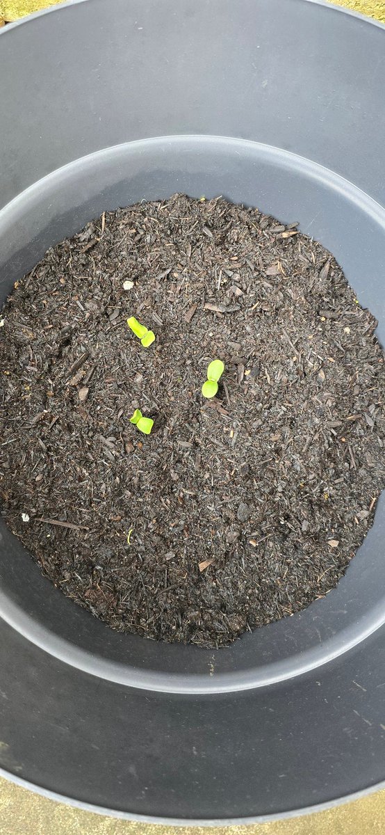 lkent45's tweet image. Signs that Spring is finally here 👌#spring #finallyhere #flowers #daffodils #sunflowers