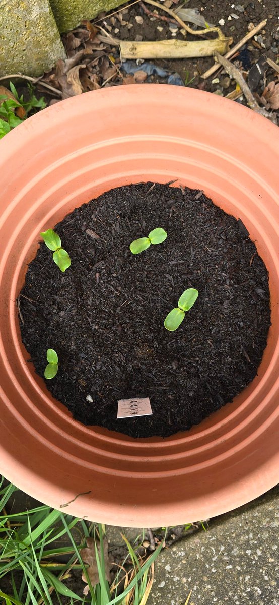 lkent45's tweet image. Signs that Spring is finally here 👌#spring #finallyhere #flowers #daffodils #sunflowers