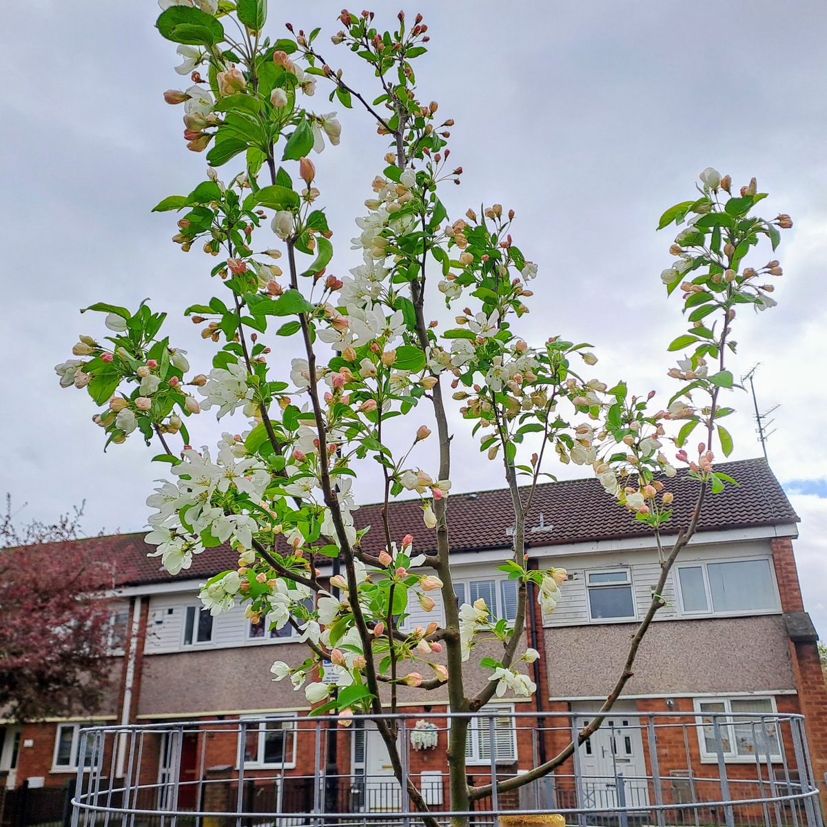 Dr Jenna C. Ashton (@heritagemcr) on Twitter photo Thrilled to see the new 36 trees on the grass verges on Ridgway Street, Miles Platting. Started as a chat & research in 2022 between me, residents, <a href="/ash_farrah/">Ash Farrah</a> & <a href="/CityofTreesMcr/">City of Trees</a>. Funded <a href="/ForestryComm/">Forestry Commission</a> Urban Tree Challenge Fund. #FieldMaple #CrabApple #JapaneseCherry #JustDoIt ๐ Thrilled to see the new 36 trees on the grass verges on Ridgway Street, Miles Platting. Started as a chat & research in 2022 between me, residents, <a href="/ash_farrah/">Ash Farrah</a> & <a href="/CityofTreesMcr/">City of Trees</a>. Funded <a href="/ForestryComm/">Forestry Commission</a> Urban Tree Challenge Fund. #FieldMaple #CrabApple #JapaneseCherry #JustDoIt ๐
