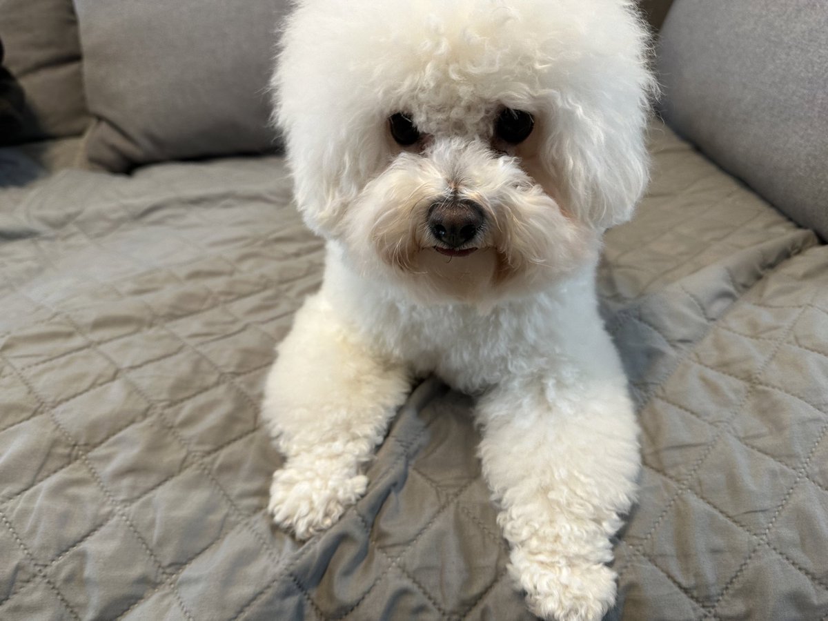 久々に家で洗われて不服そうな犬🛁🫧

#ビションフリーゼ