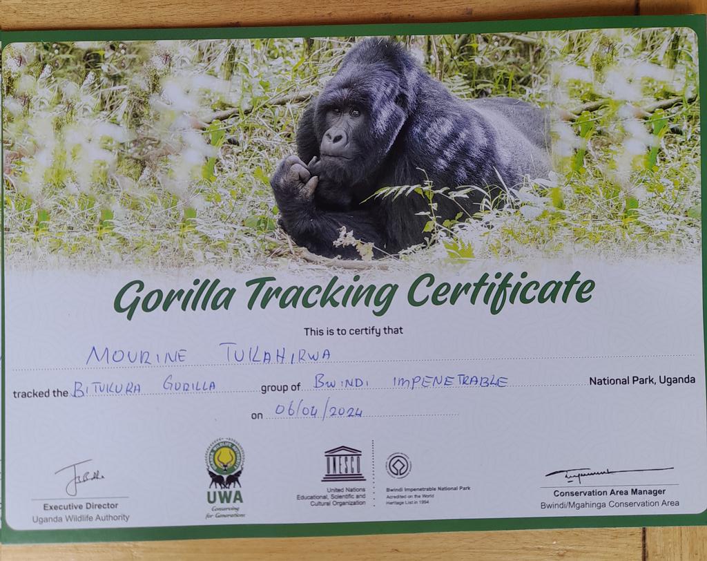 Today, I join the family of courageous people that have managed to participate in Gorilla Tracking in @BwindiPark. It was an amazing experience 👏. @ruhija_bwindi @ugwildlife @CRYSTALSAFARIS @MTWAUganda @TourismBoardUg