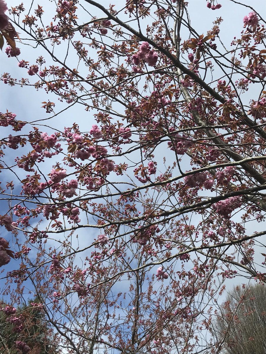 Beautiful blossoms in Dublin 😄⁦@verysouthdublin⁩ ⁦@DonnybrookD4⁩