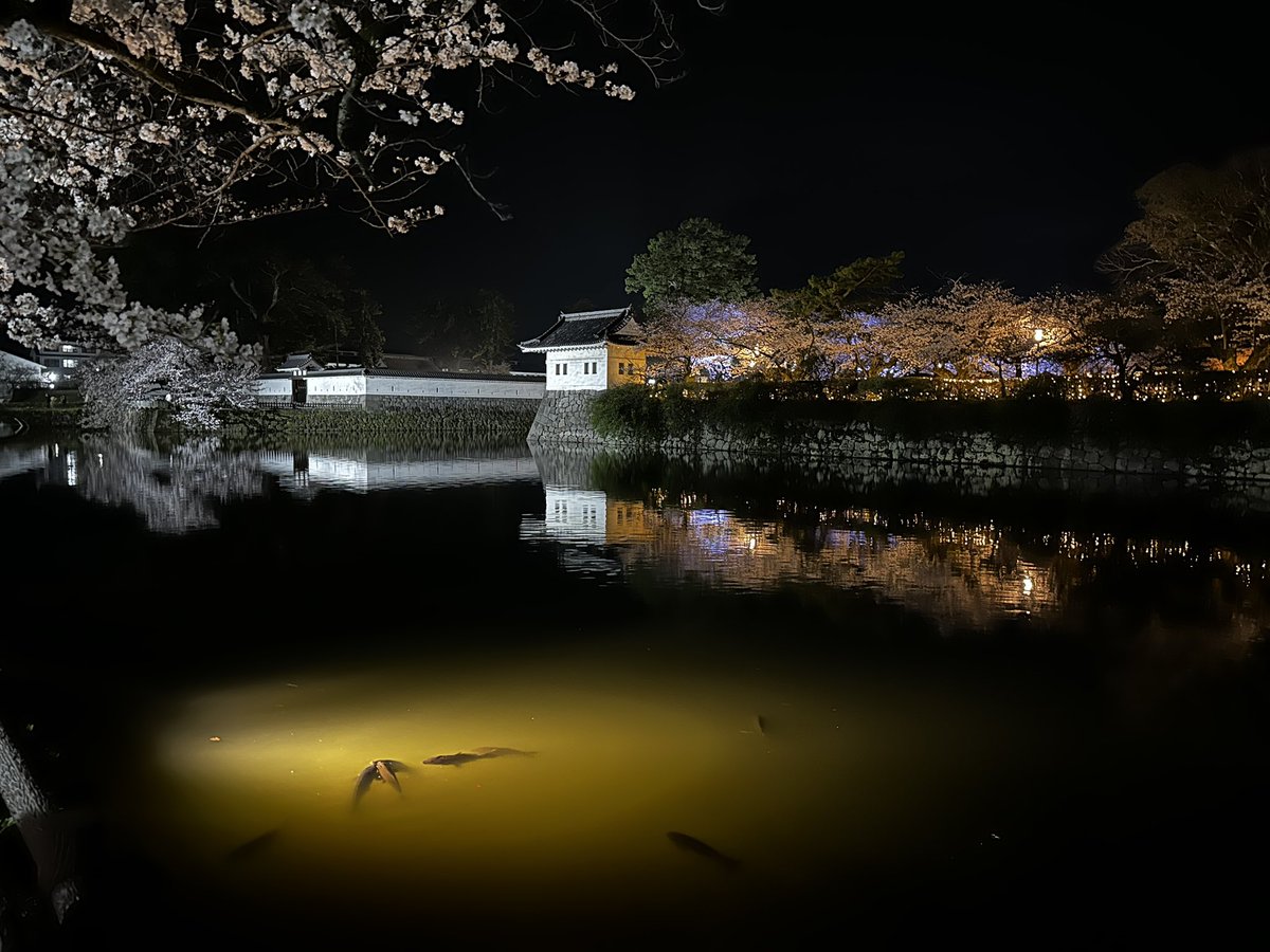 遊山箱を持って小田原城の夜桜を観にきました。満開です🌸