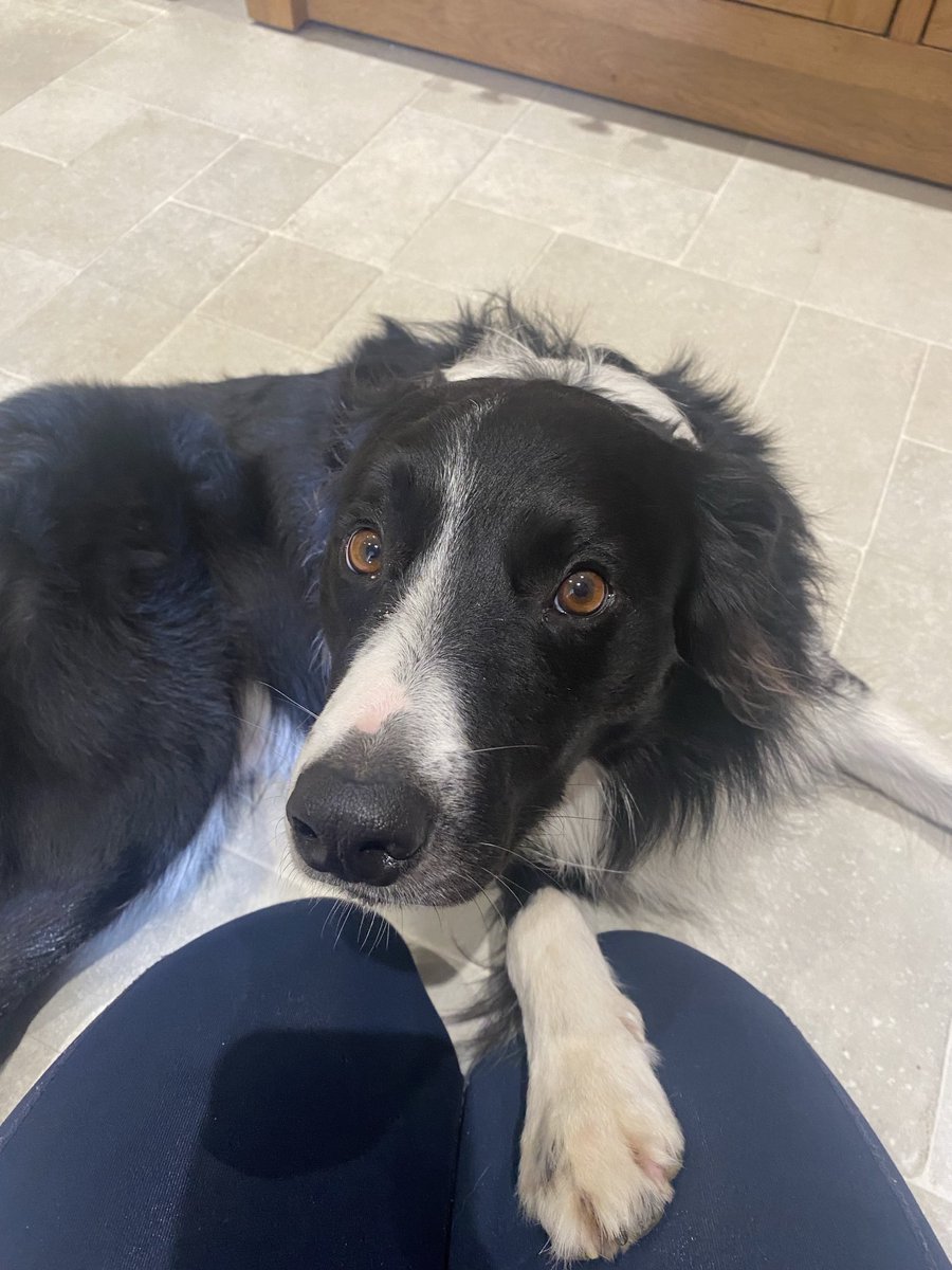 Gemma, Red & Tiggs 🌈 tweet media