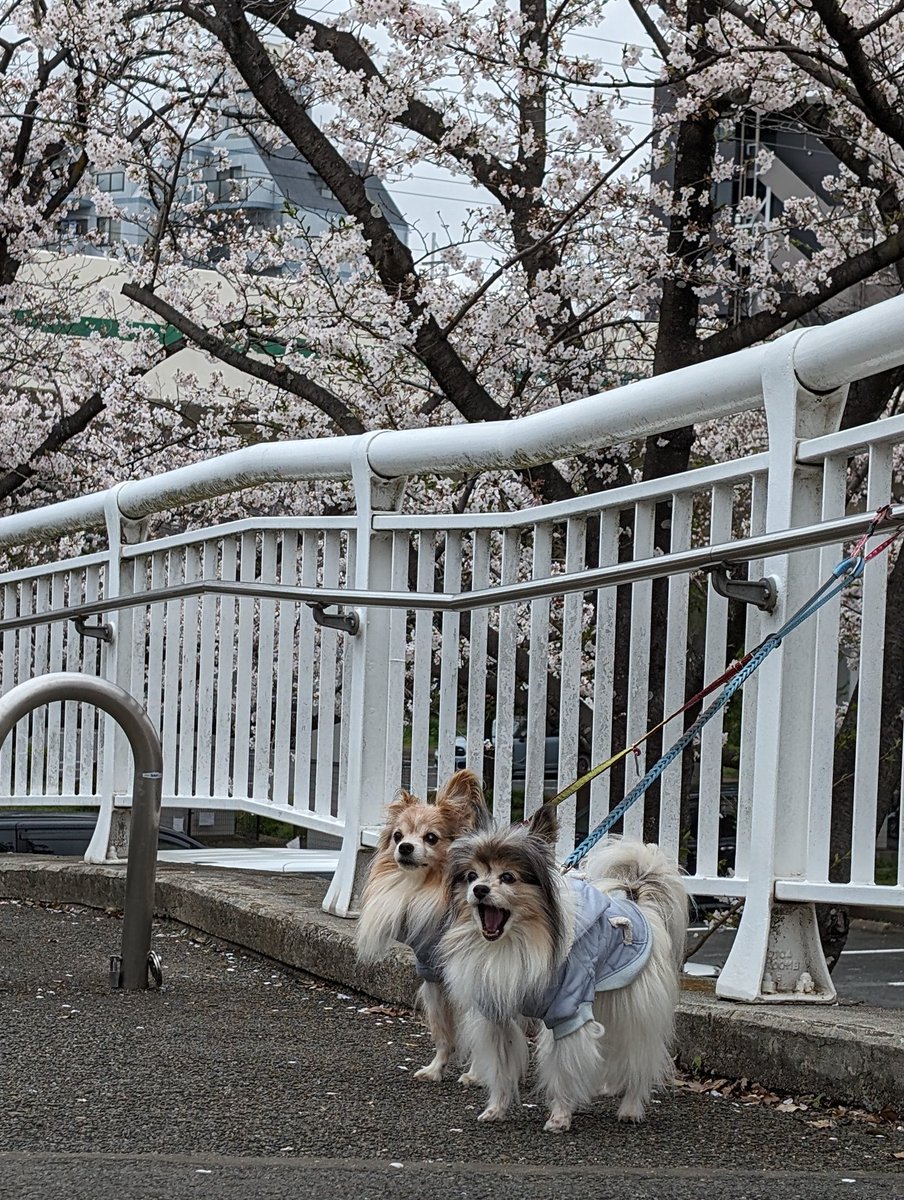 14才今日の花見　#パピヨン