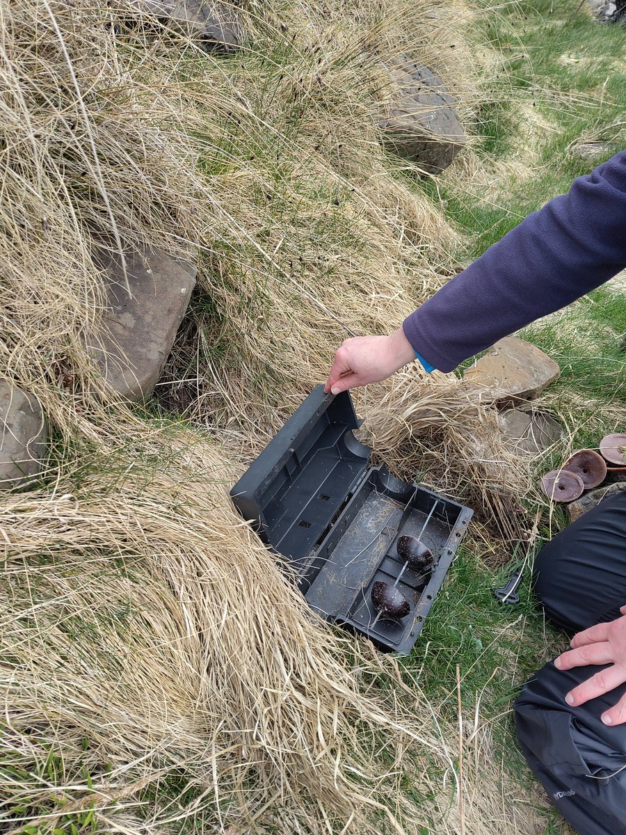 Last week our ranger team were refreshing bait stations on Staffa. These boxes contain a tasty cocoa flavoured wax which we check for chew marks from invasive non-native mammalian predators to protect our seabirds. #BiosecurityForScotland @biosecurityLIFE @SCRAOnline @N_T_S