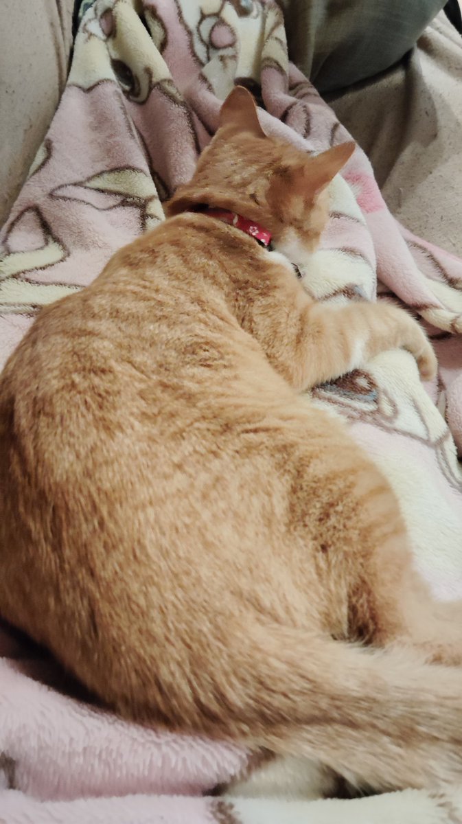 おいwww俺の足の上でくつろぐなwww
#猫好き