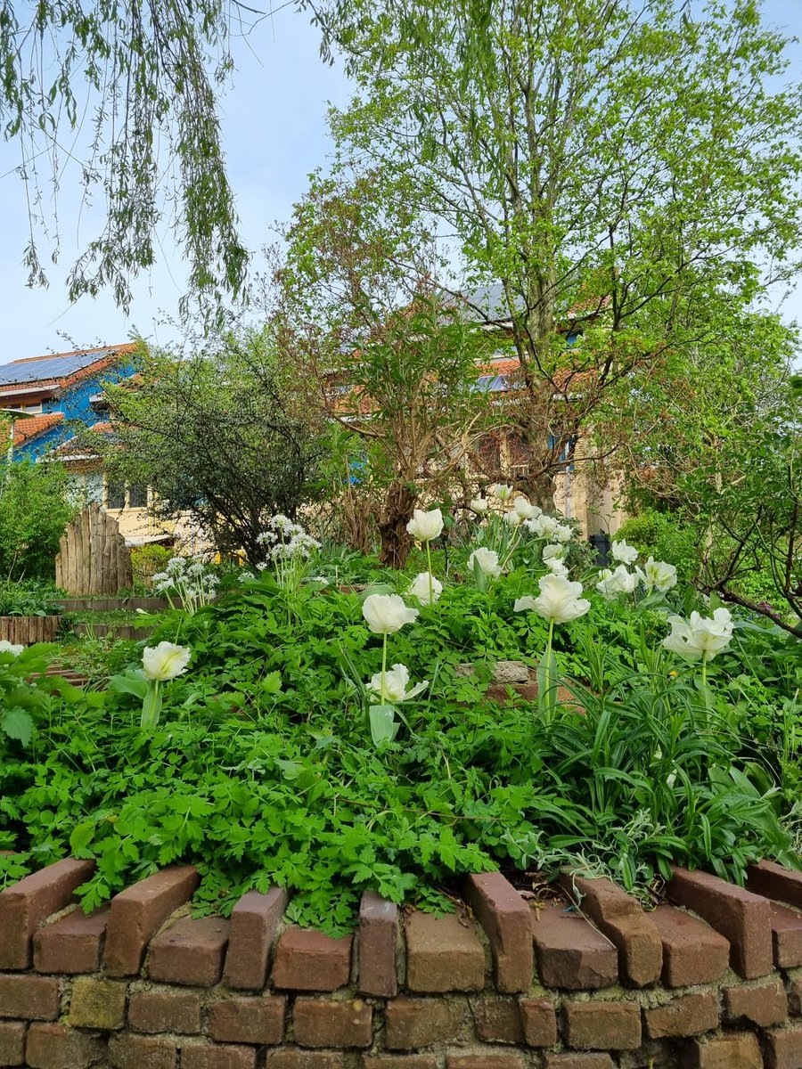 Zie hoe mooi onze tulpen er bij staan! Na een ochtend flink buffelen in de tuinen even kijken naar al het moois.