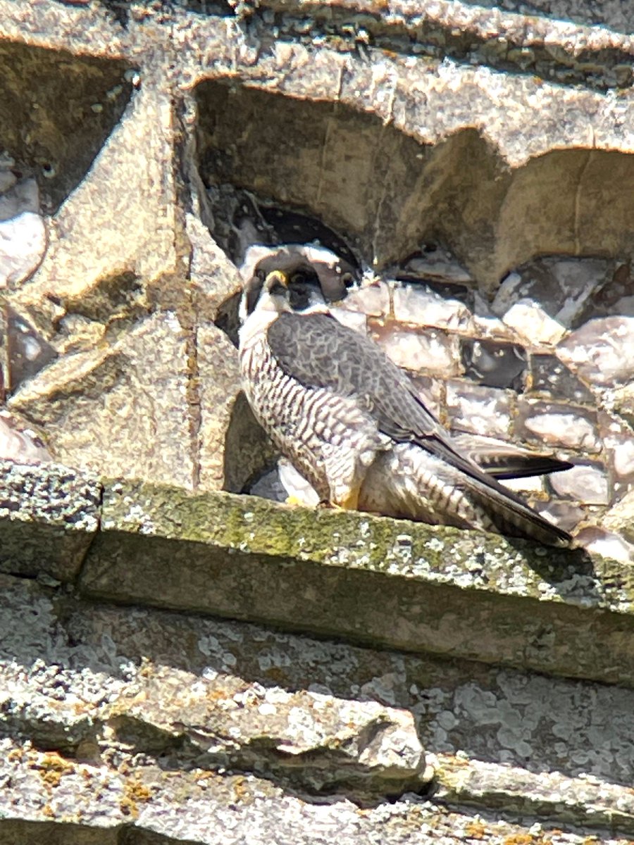 A great picture of the falcon taking a break from incubation duties. Thank you to our amazing volunteer @Icelass for the image ❤️