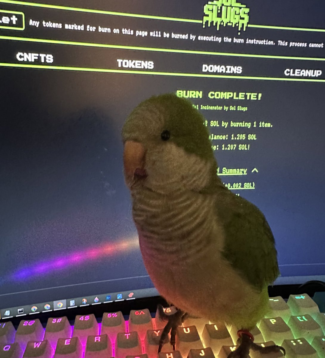 Just aped in $KIWI at $200k Mc 🦜 

Based Devs ✅
Burned LP ✅
Low Mc ✅
Strong community ✅

CA: 7exKvyK9SxKsvrsexJdEyccsnEedDncUW43cR5bWua1J

(Nfa, dyor)