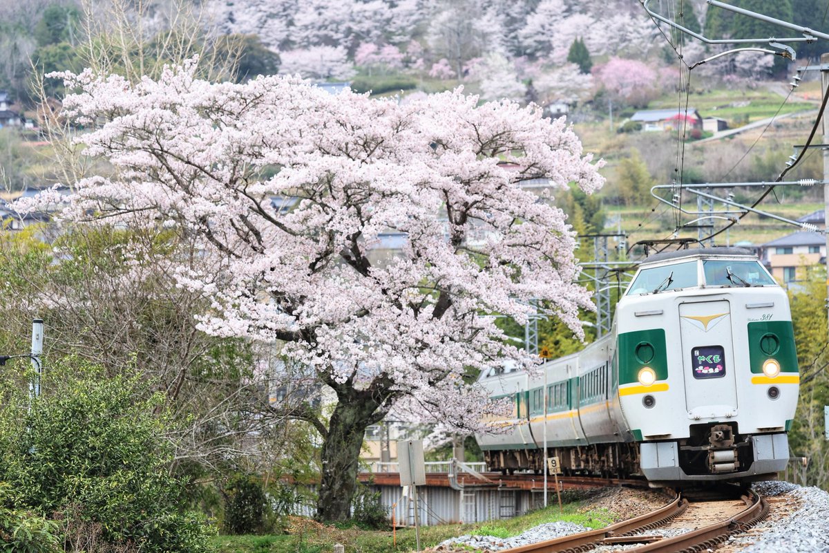 381系緑やくも色と桜。特急やくも18号 岡山行。