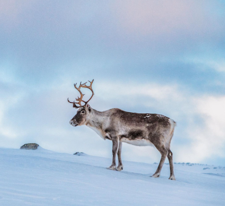 In this week's edition of #ThehappyPod @erika_benke on the rescue of a reindeer herder from the icy wilderness of Lapland 

(photo from 'Visit Finland' - this particular reindeer wasn't involved in the actual story but is very handsome)