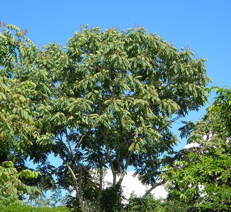 LA NATURA en su HÁBITAT
Centrolobium paraense codificado CCP-S01 en estudios del Bosque Loefling en Ciudad Guayana (VEN)
1. Fenología durante el mes de febrero (Estación Seca)
2. Junio (Inicio lluvias) 3. Agosto (Final Estación Húmeda)
Especie del Bosque Seco Tropical Guayanés