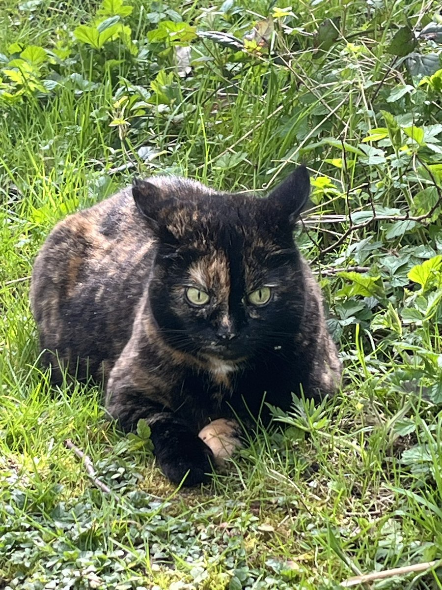 papaver's tweet image. Esme #wildthing #CatsOfTwitter #Caturday #catsofX