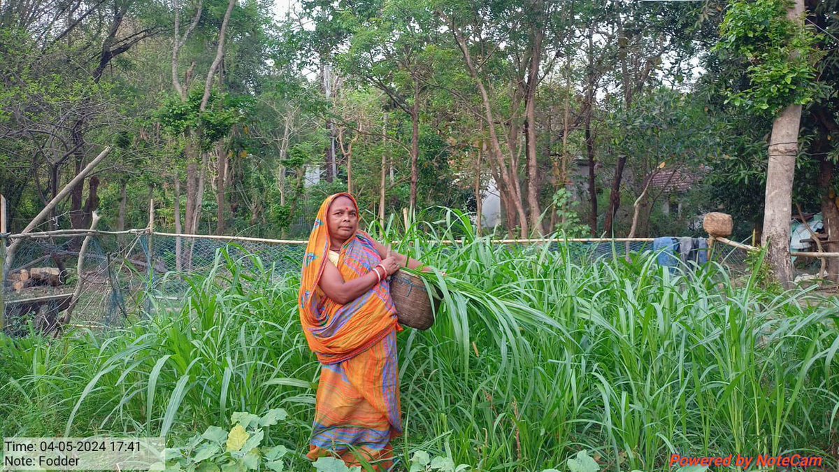 Thriving change in Kansapal Village! Witness Smt. Bharati Naik planting goat fodder, empowering her community and promoting sustainability. Join us in celebrating her dedication! 🐐🌿 #Sustainability #Empowerment #Community #OSED