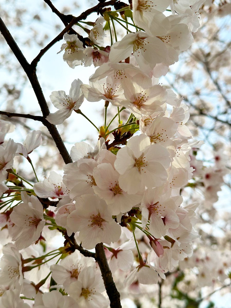 「今日は外で仕事をしたのですが、通りかかった公園で、ソメイヨシノと枝垂れ桜が満開で」|Liz青いことり工房のイラスト