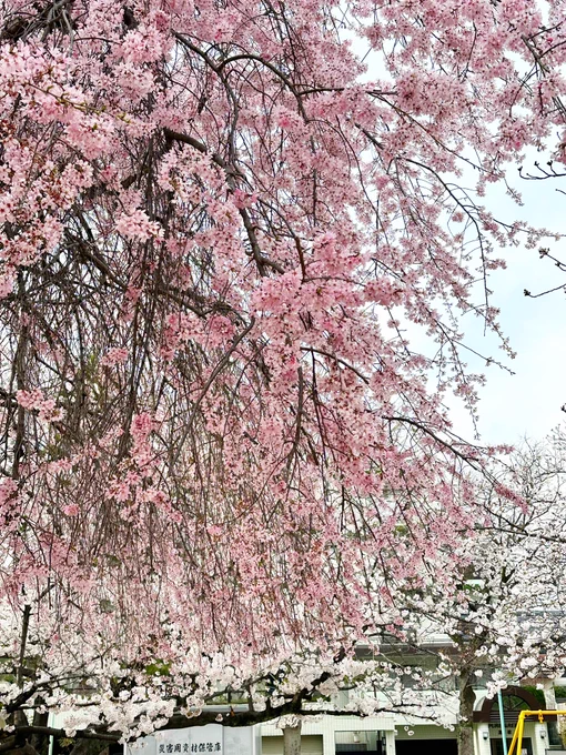 今日は外で仕事をしたのですが、通りかかった公園で、ソメイヨシノと枝垂れ桜が満開で足を止めてしまいました今年も咲いてくれてありがとう 