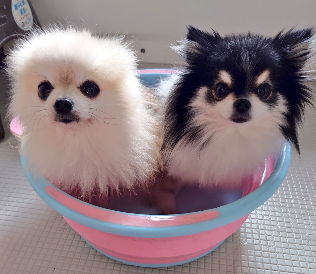 今日は2匹でお風呂🩷 #ポメラニアン #pomeranian #こまてま #犬のいる生活