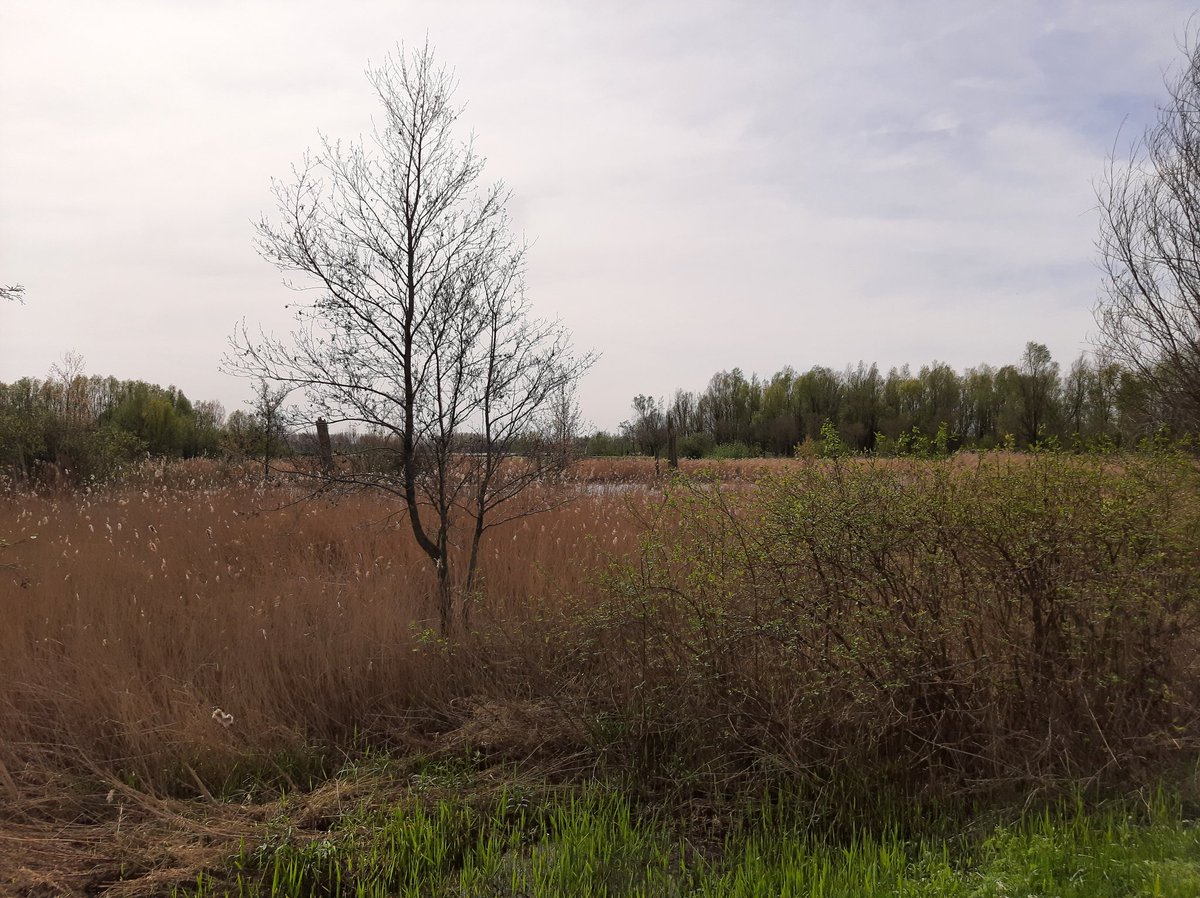 Gevogeld bij de Zevenhuizerplas. O.a. blauwborst vink Cetti's zanger  knobbelzwaan kuifeend smient grauwe gans scholekster gr. Bonte Specht houtduif aalscholver blauwe reiger fitis krakeend fuut gr. canadese gans nijlgans scholekster merel ijsvogel Havik winterkoning rietgors.