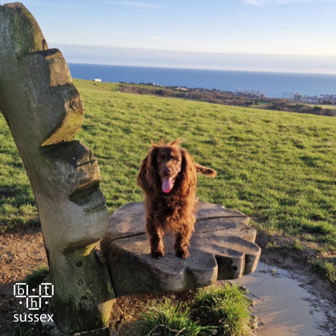 Tomorrow is #WorldHealthDay. We understand the importance of both physical and mental health which is why our services run activities for clients that improve their wellbeing, such as bike rides and walks in the countryside, sometimes with a furry friend like Tippo 🐶