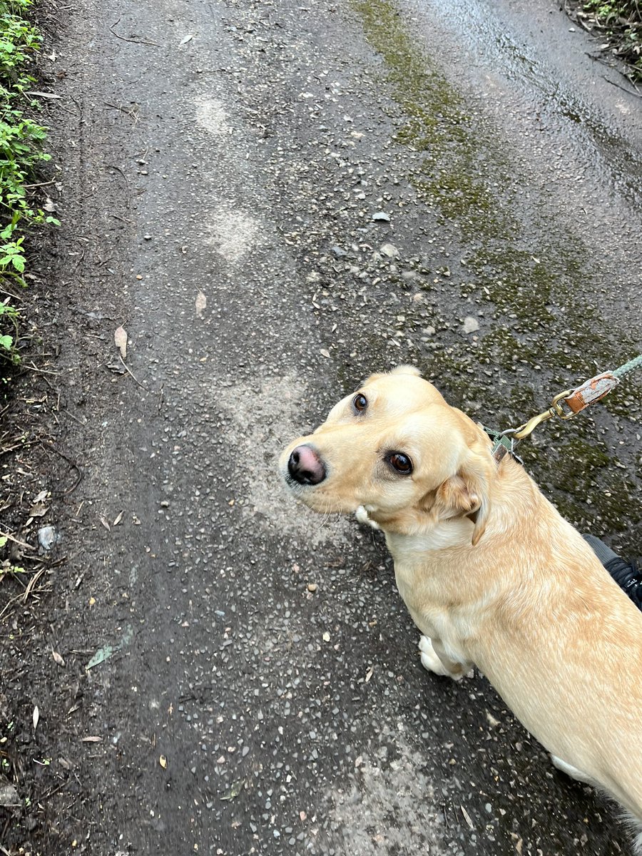 Dog’s first walk in four weeks. I dare not let her off the lead.