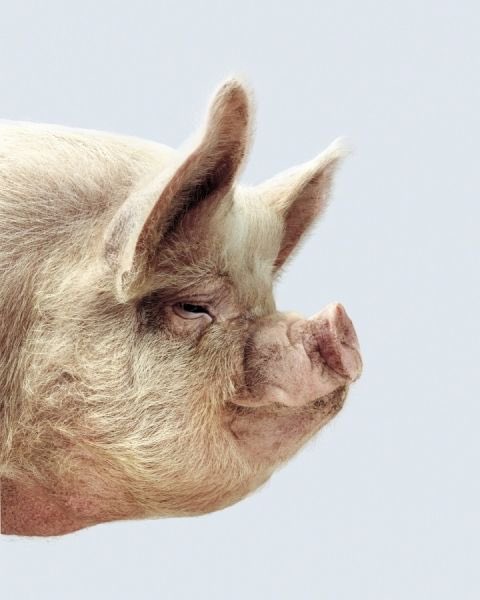 JaniceGreer34's tweet photo. #NewProfilePig https://t.co/6S7IjopZdR