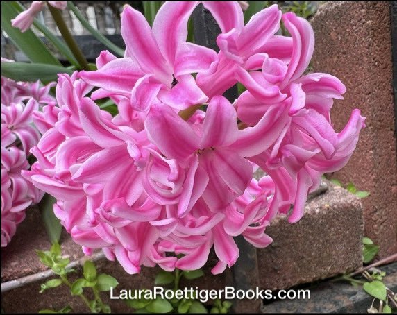 Pretty in pink blooms hyacinth beckons walkers With sensory style #haikuSaturday #springflowers