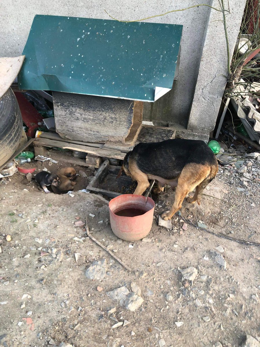 Our next project is to get these dogs on the street spayed/neutered. As you can see the poor girl chained up already has 2 young pups to care for. Marija has sought permission from the construction yard she is chained up at to take her to be spayed once her pups have grown a