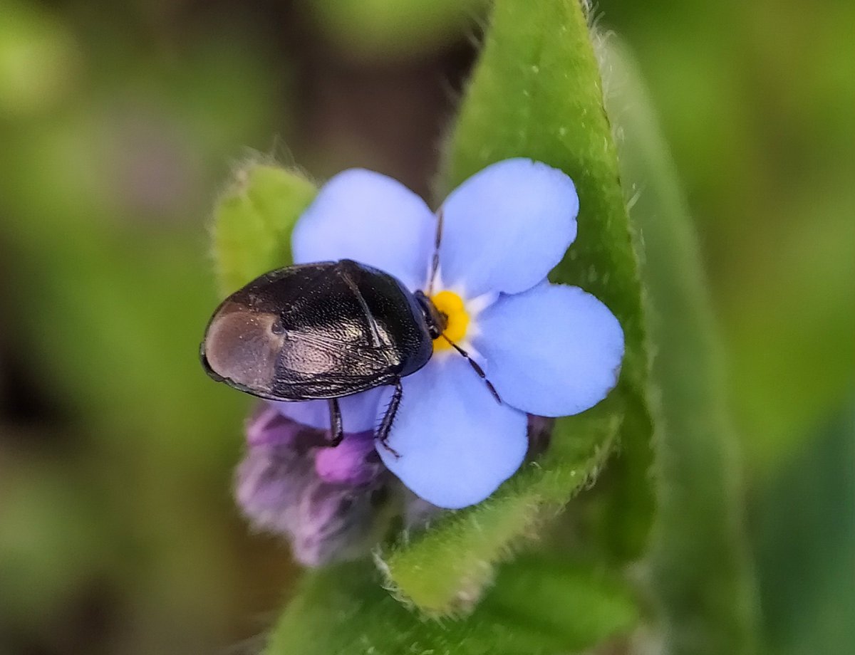 Blowing a gale today, but low down in the garden may be found moments of calm, like this Forget-me-not Shieldbug living up to its name. 💚🍃