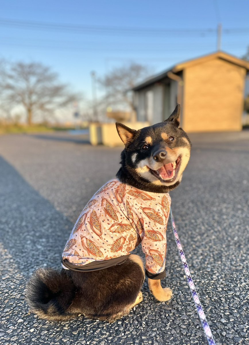 ほどよく風もあり最高だったっっ🐶‼️✨ #柴犬 #黒柴 #おさんぽ #この時期最高