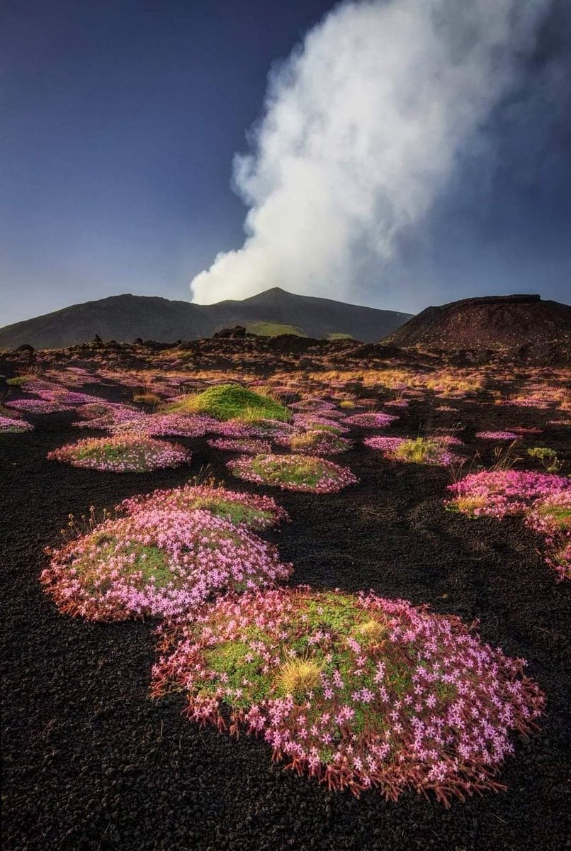 La fioritura della saponaria sull'Etna detta anche cuscino di fiori