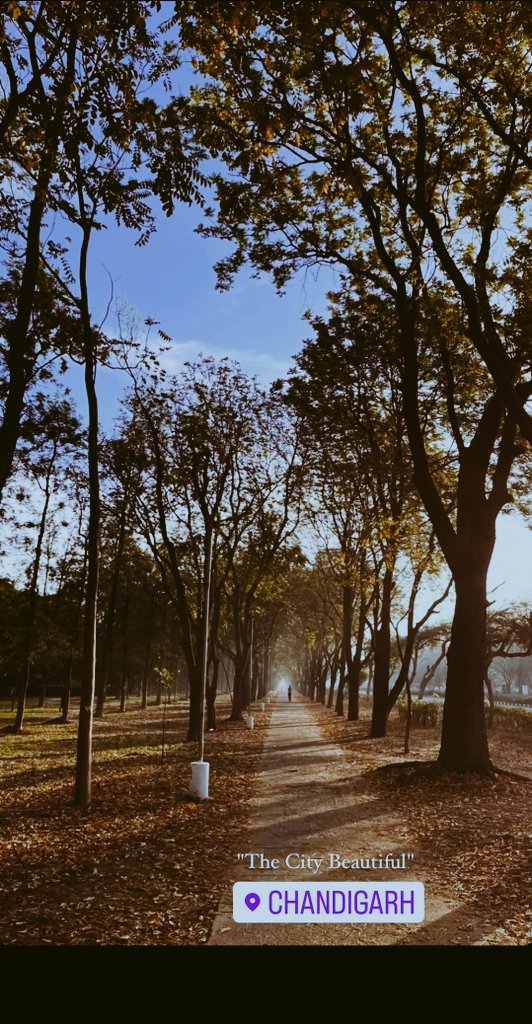 ..
'The City Beautiful '
        Chandigarh 🌹