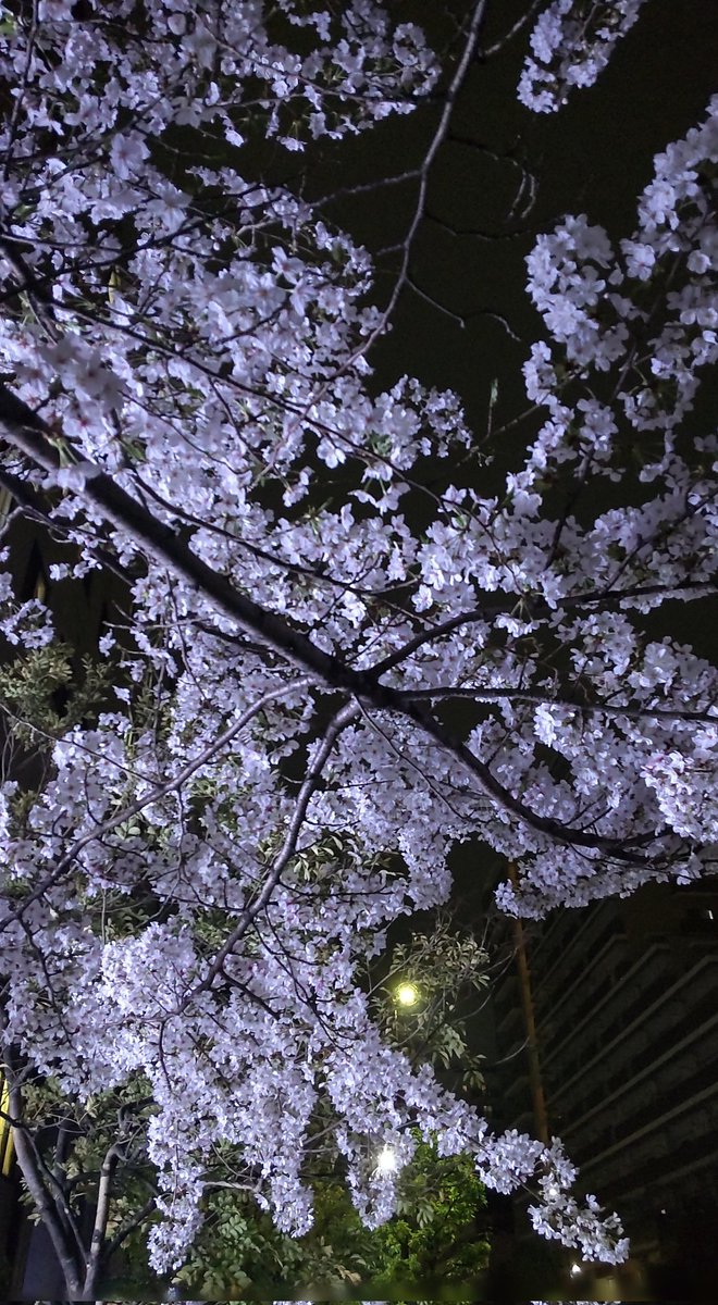 夜桜見物🌃🌸🚶

#さくら #お花見散歩 #お花見2024