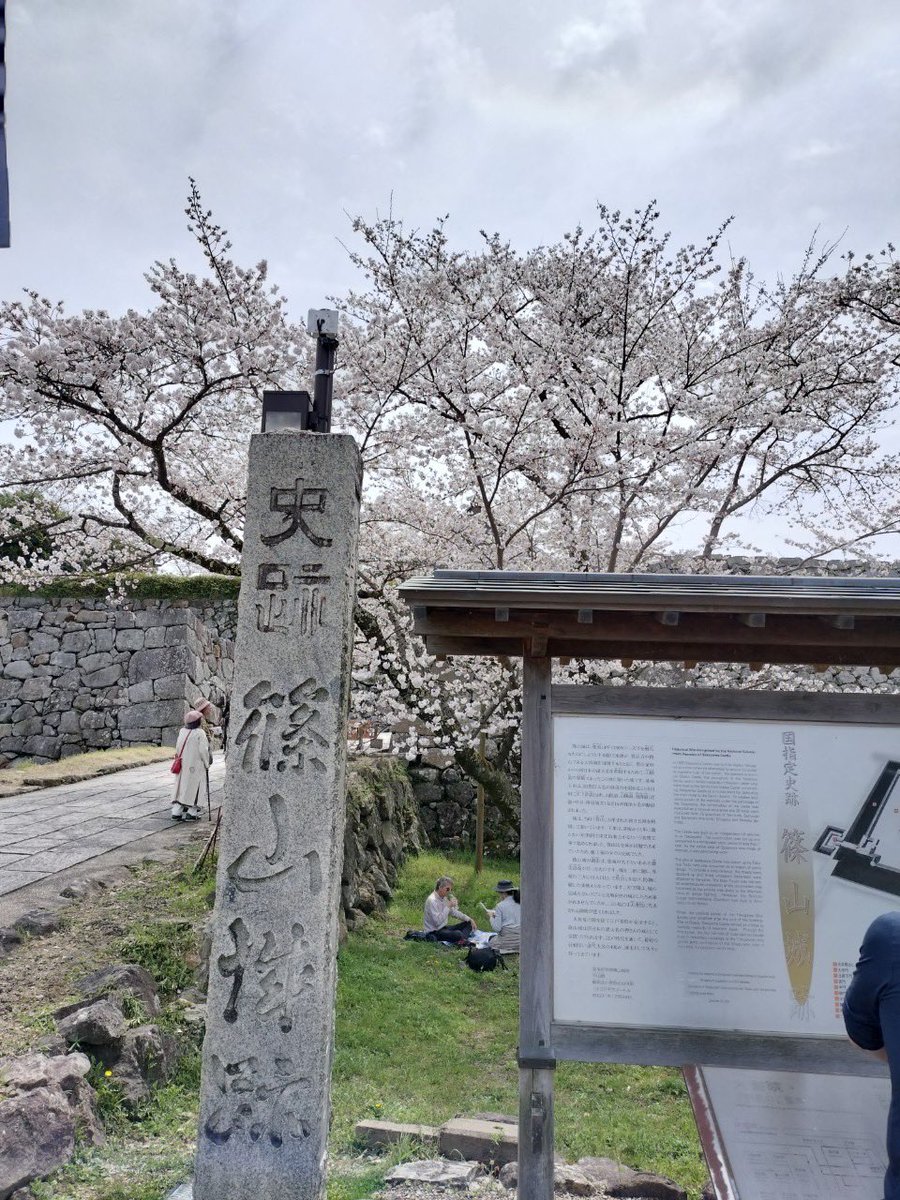 utsumissimo's tweet photo. 桜が満開！
篠山城下は桜まつり！

名物の『牛の丸焼き』も復活🐃
篠山の畜産農家による激レアイベント🐃
迫力満点すぎる！ https://t.co/NMhicDr31a