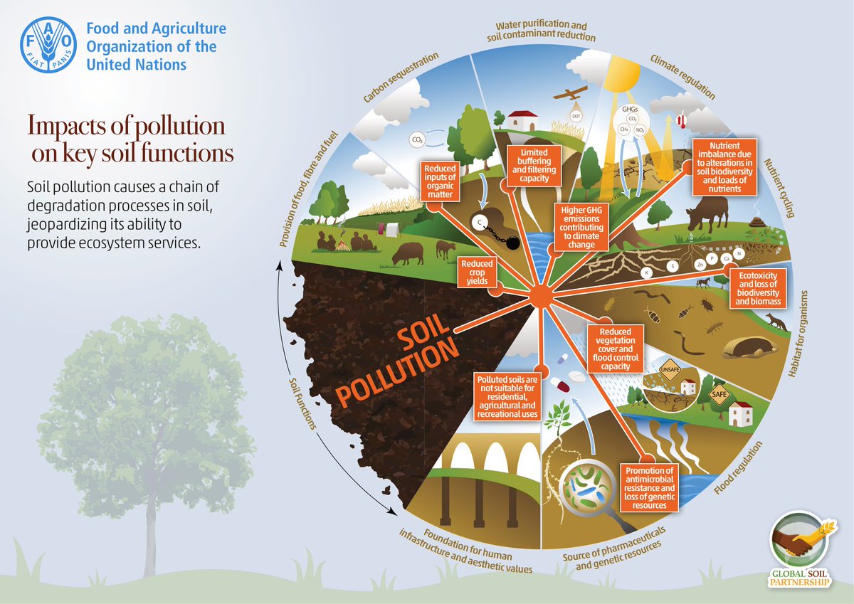 How does pollution impact key soil functions?❓⚠️ #SoilHealth Take a look at the processes that are most affected by #SoilPollution 👇 📚 Read more in the 'Global Assessment of Soil Pollution report': 🌱 Main Report: doi.org/10.4060/cb4894… 🌱 Summary: doi.org/10.4060/cb4827…