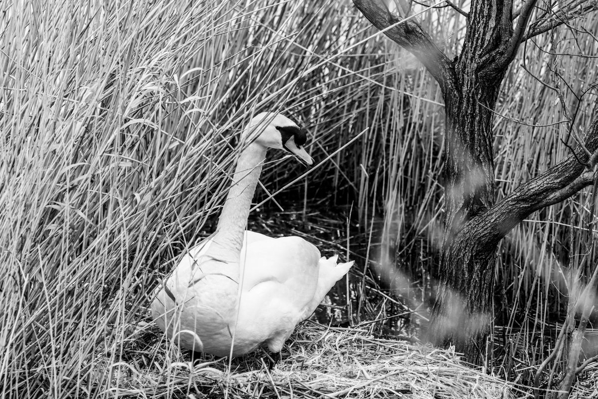 🦢 #ScenesFromMK #MiltonKeynes #TheParksTrust #FurztonLake @scenesfromMK @TheParksTrust