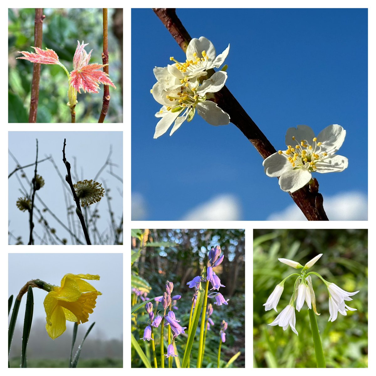 Some new life @ryebankfields #Manchester this week The fields are under threat from property developers - this would affect not just flora & fauna but the physical & #mentalhealth of thousands of residents (& the school children nextdoor) #nature #outdoors #Health #SixOnSaturday