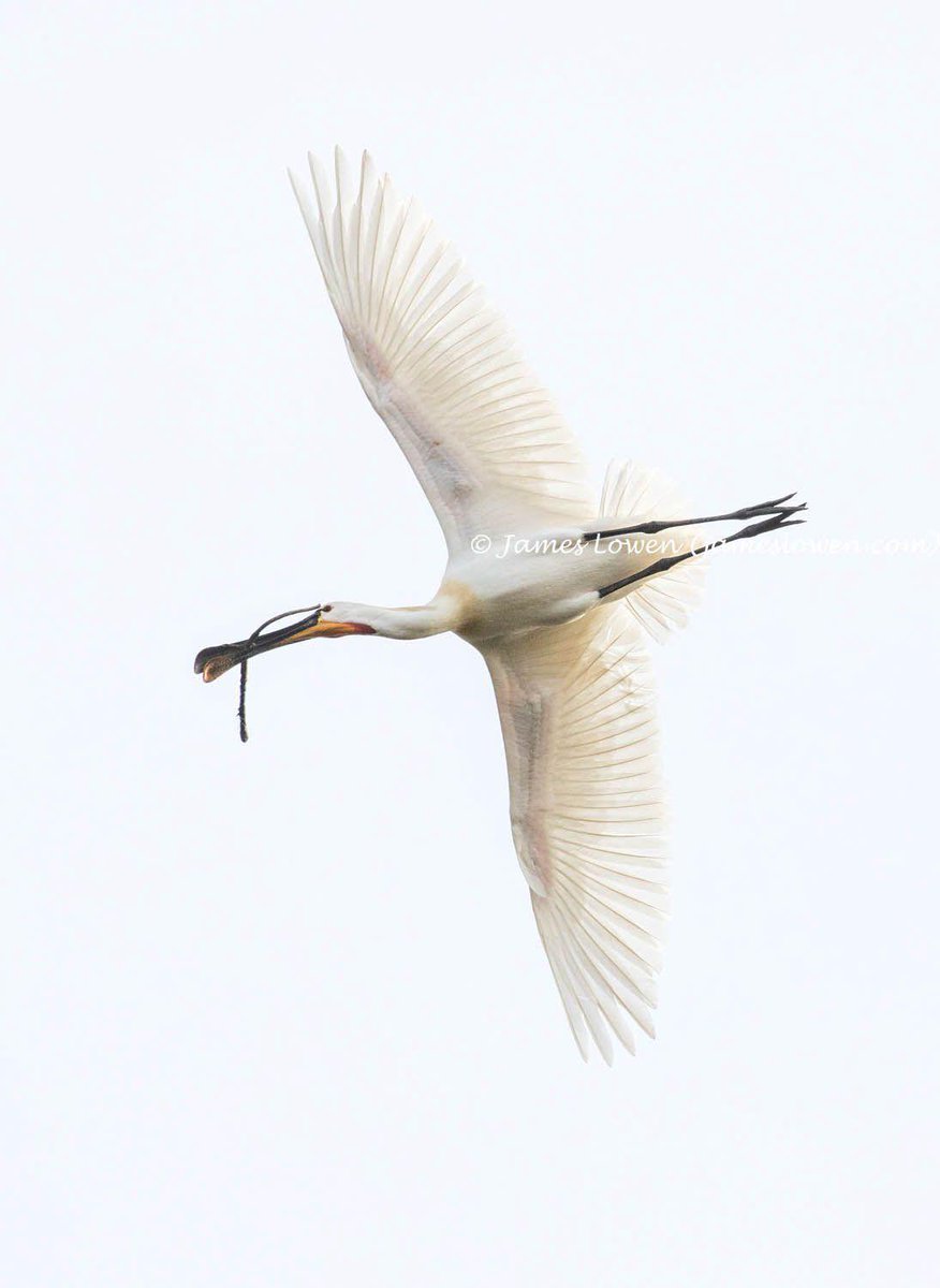 Enjoyed this in N Norfolk yesterday. Look at the colours on that throat patch!