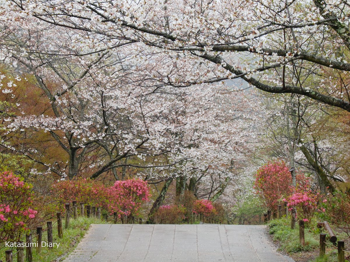 弘法山公園の桜 2024.04.05 #開花状況 #桜 #お花見 #ソメイヨシノ #弘法山公園 #秦野市 #ｶﾀｽﾐ日記 #SIGMA #sdQuattro #Foveon #flowers #photography #japantravel 開花状況 桜 お花見 ソメイヨシノ 弘法山公園 秦野市 ｶﾀｽﾐ日記 SIGMA sdQuattro Foveon flowers photography japantravel