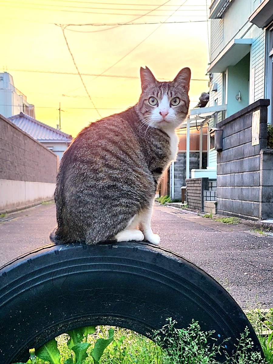 猫と桜🤳🐈️
#夕暮れ　#宇部市　#写真好きな人と繋がりたい