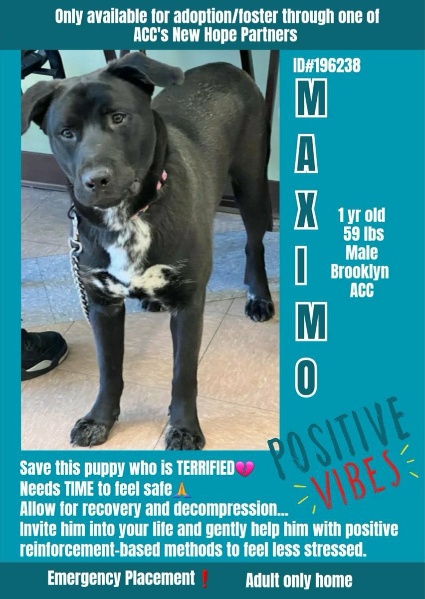 🆘️ Kill Command Maximo 1yr 💔🆘️ All this boy needs is Time love Patience he doesn't need to Die ❌ #Foster is needed ASAP ‼️ 🙏 Rt Share #Pledge #FostersSaveLives #NYCACC 🆘️ Dm @CathyPolicky @SuzanneSugar